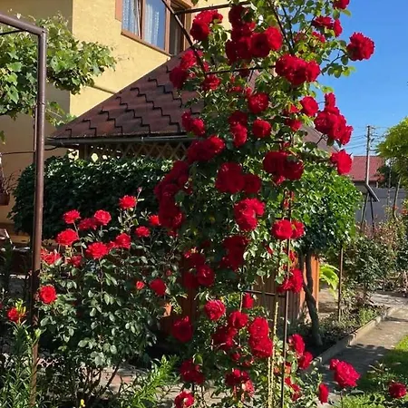 Country house квітковий двір *