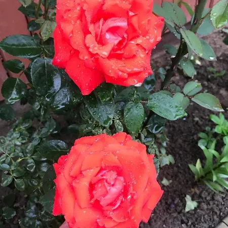 квітковий двір منزل ريفي