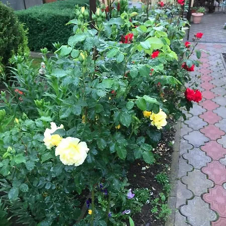 منزل ريفي квітковий двір *