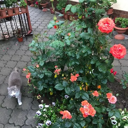 منزل ريفي квітковий двір *