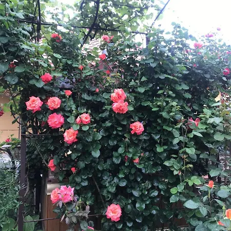 Country house квітковий двір